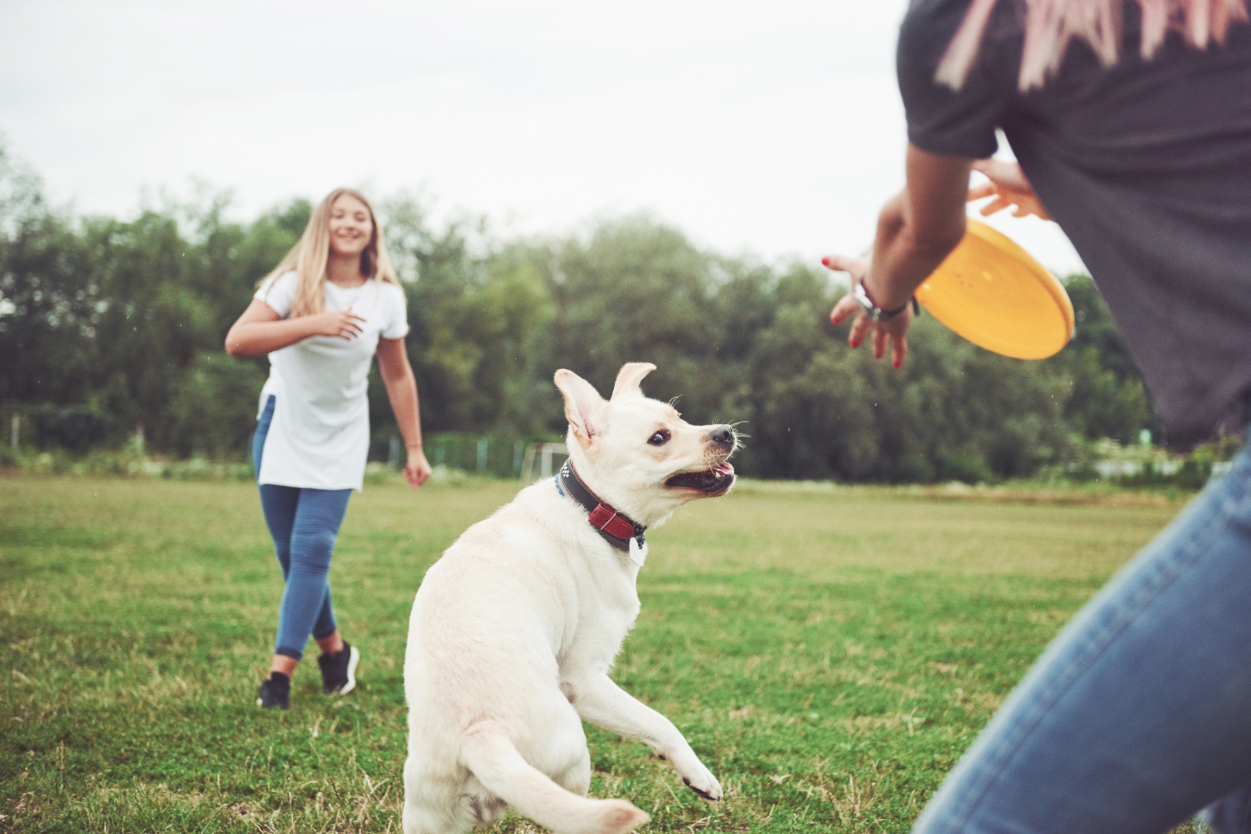 Momento Dog Buddies 4