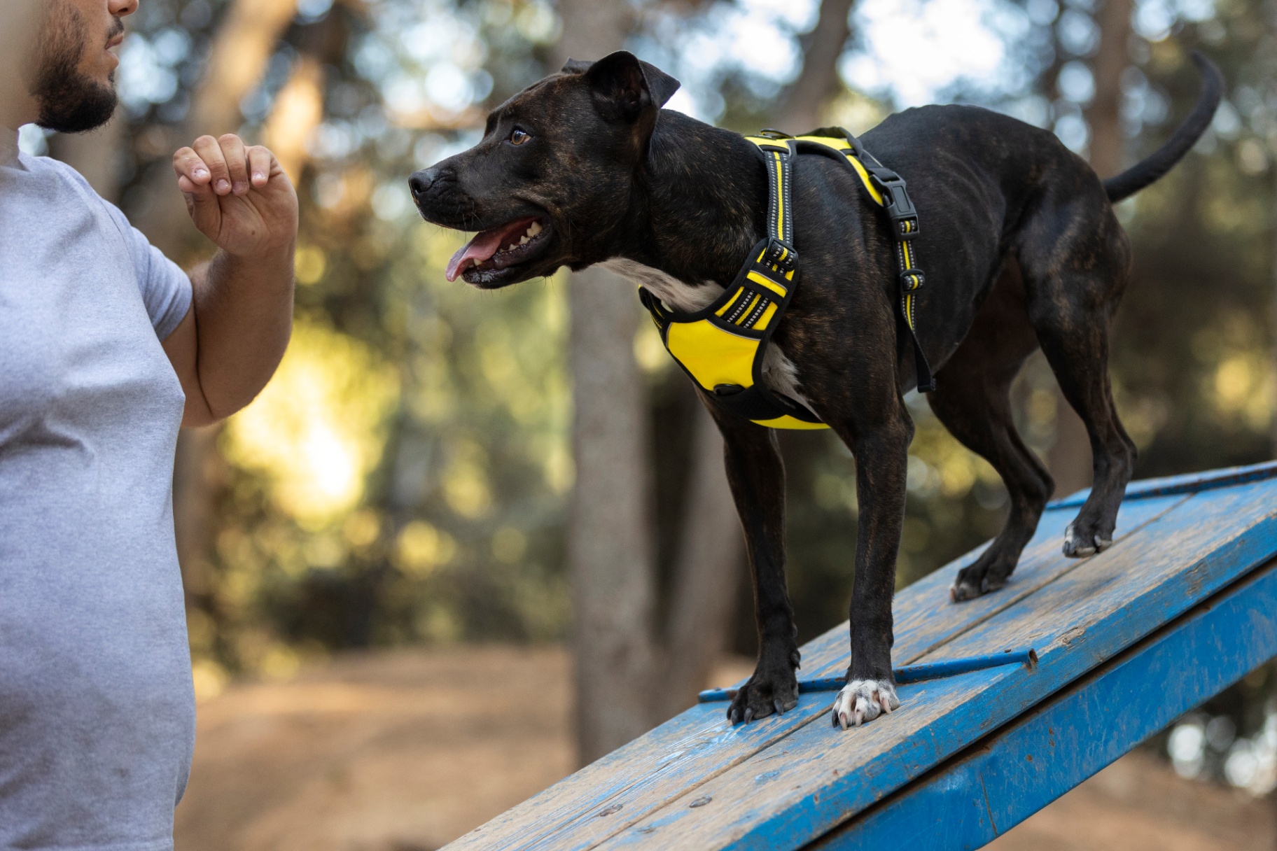 Momento Dog Buddies 5