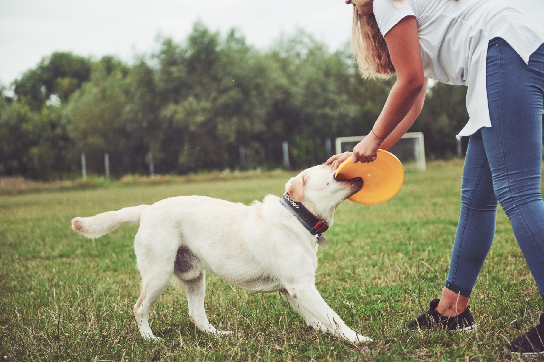 Momento Dog Buddies 8