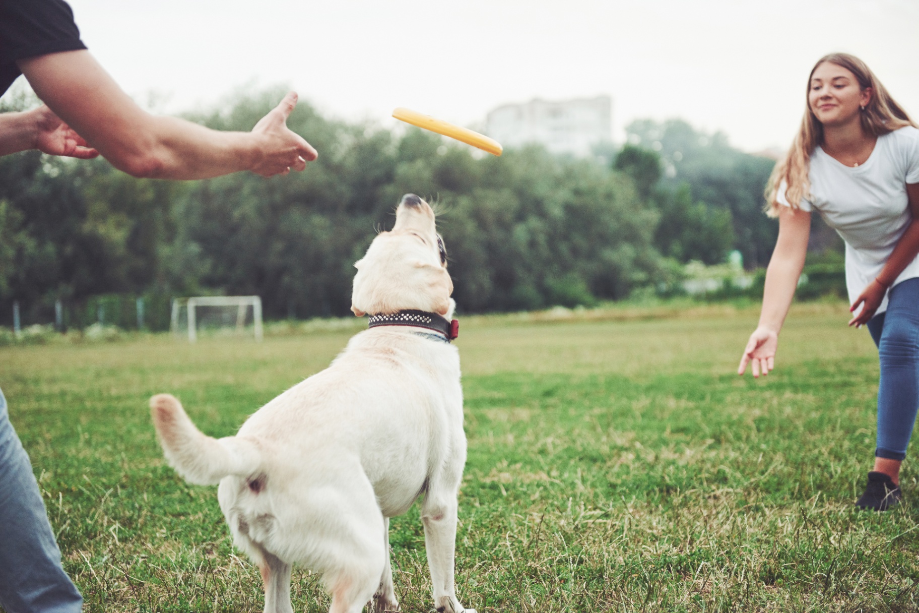 Prova Open de Agility