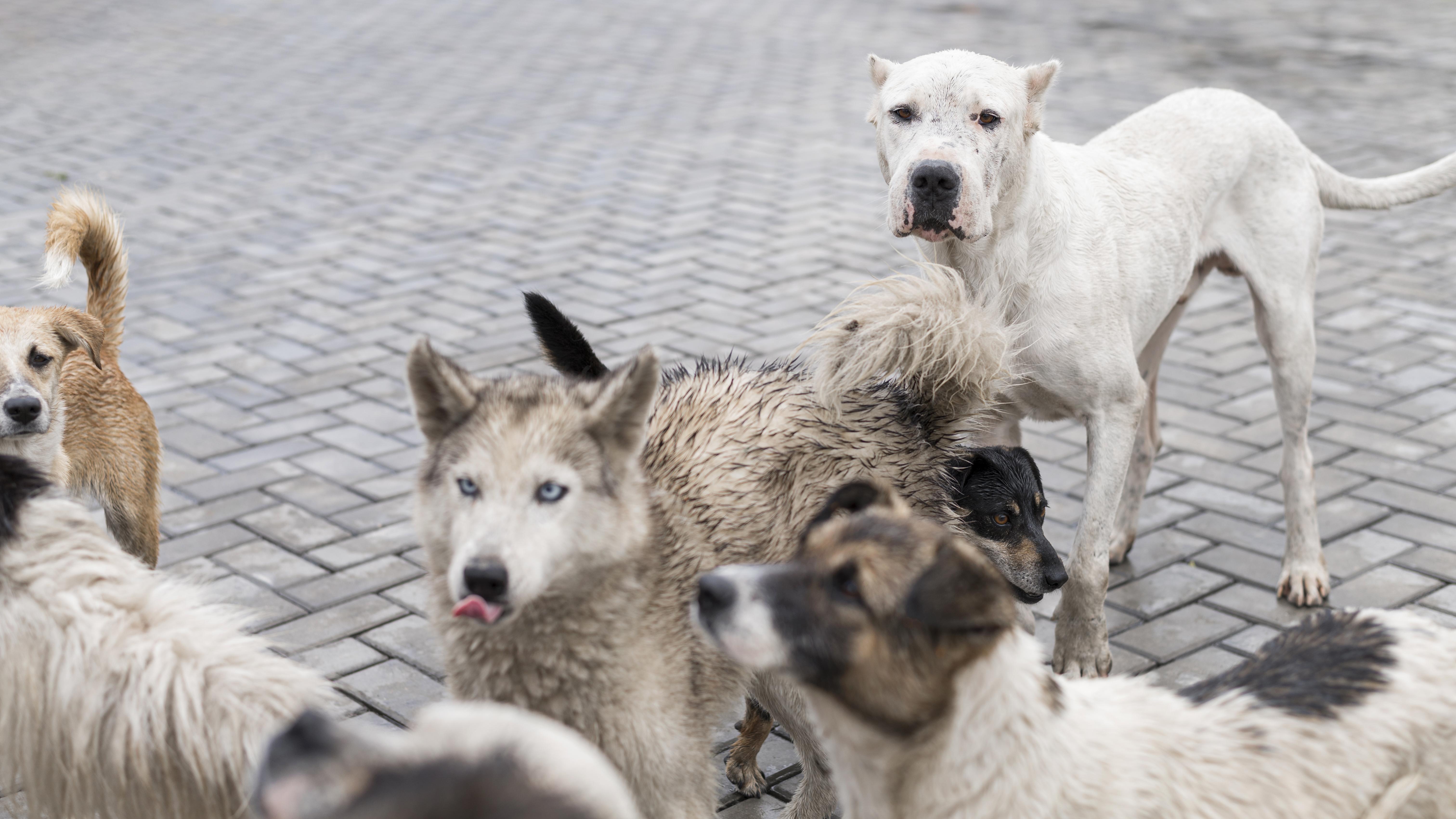 Cães em socialização