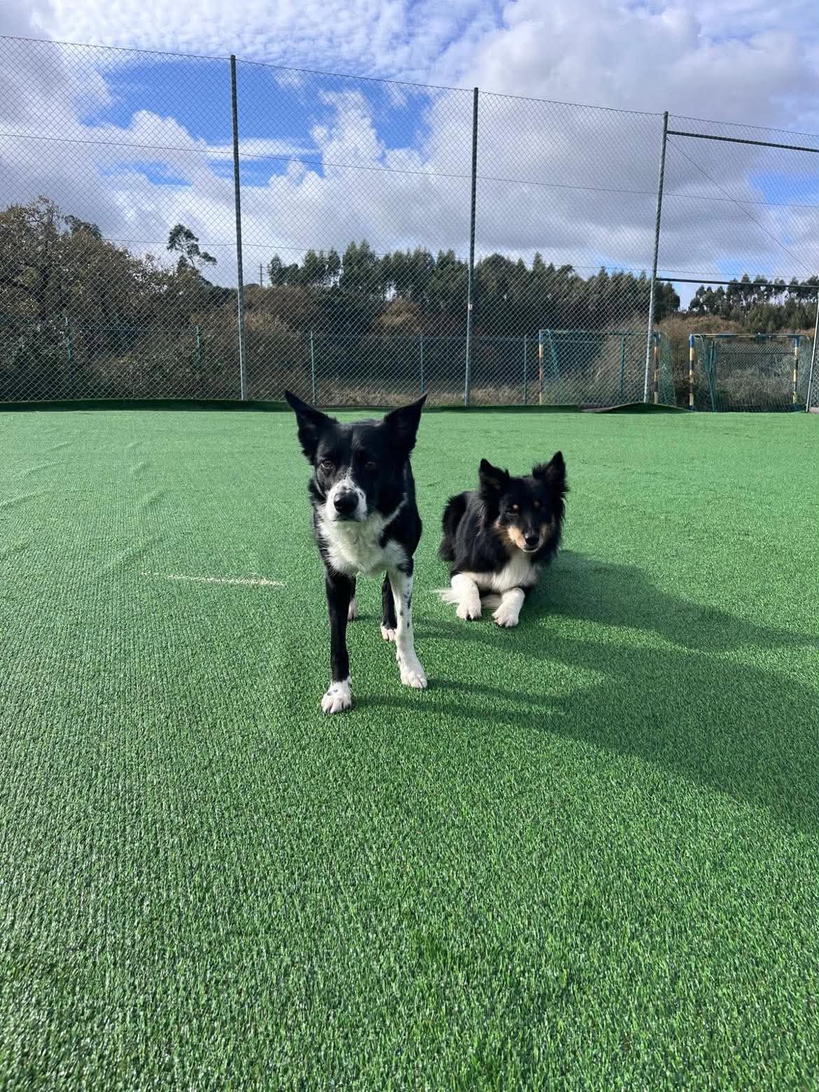 Momento Dog Buddies 3