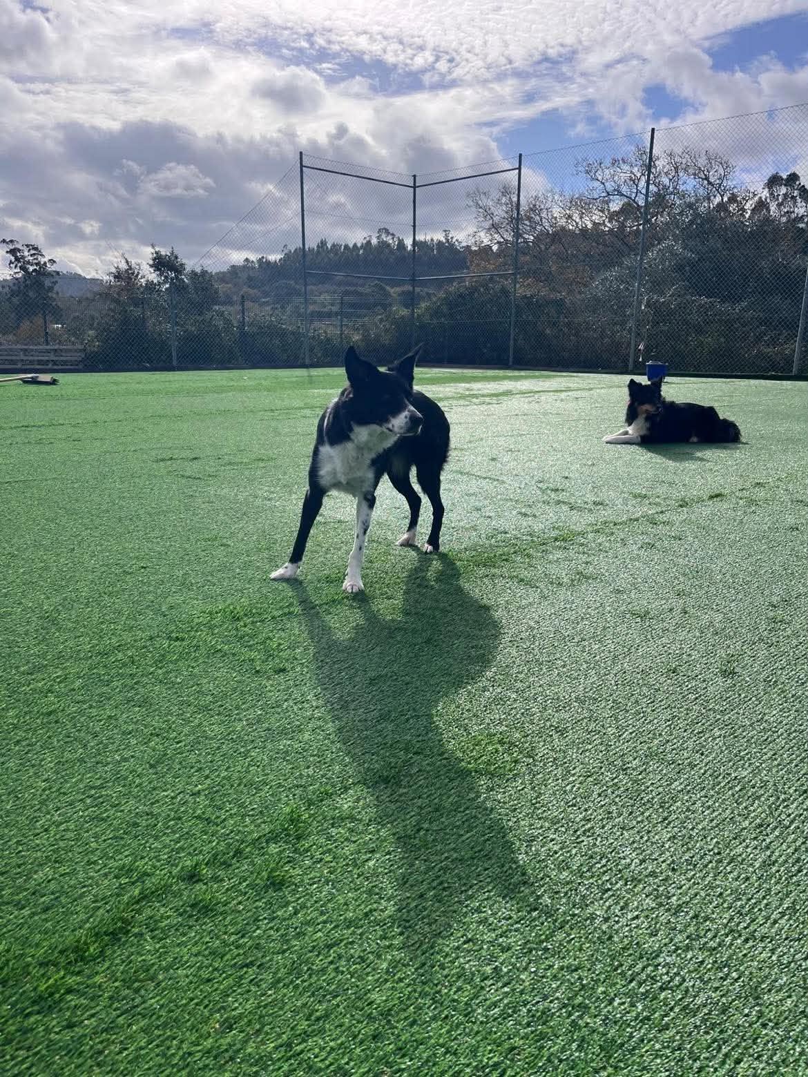 Momento Dog Buddies 12