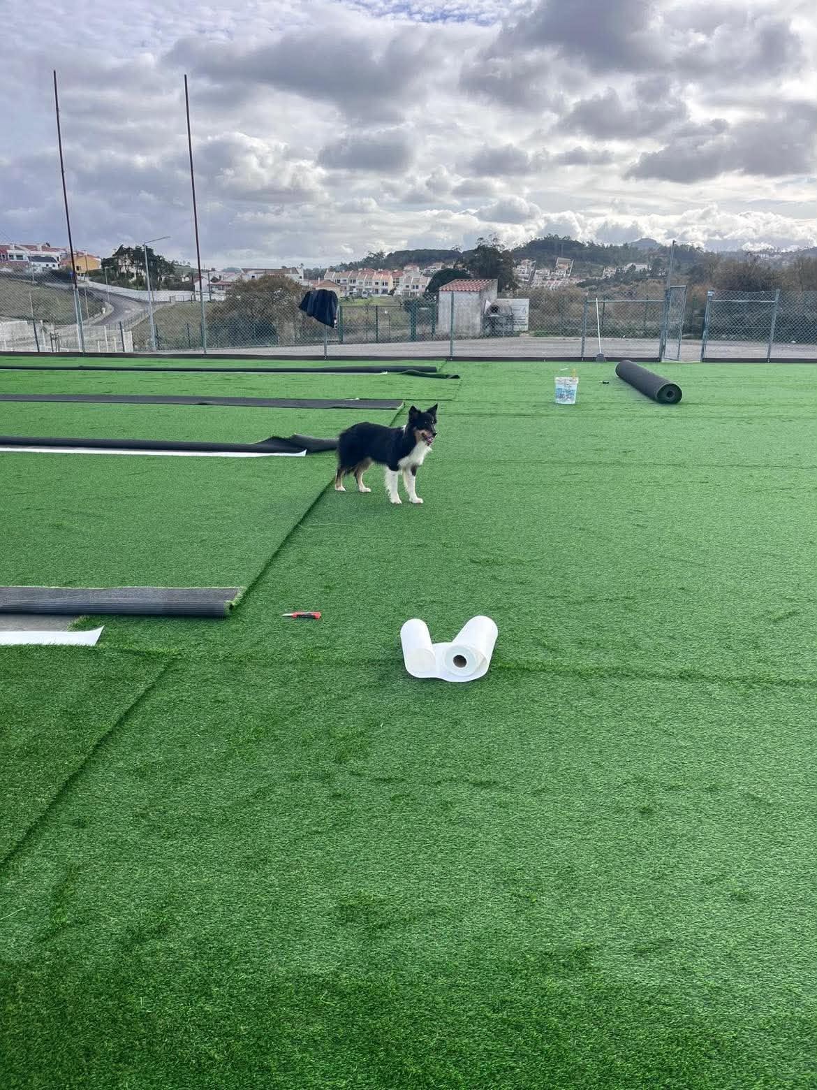 Momento Dog Buddies 8